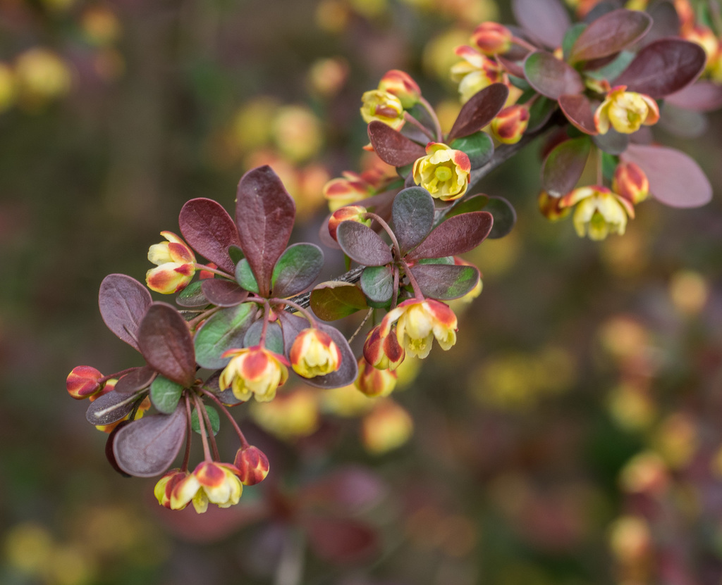 Berberis Atropurpurea