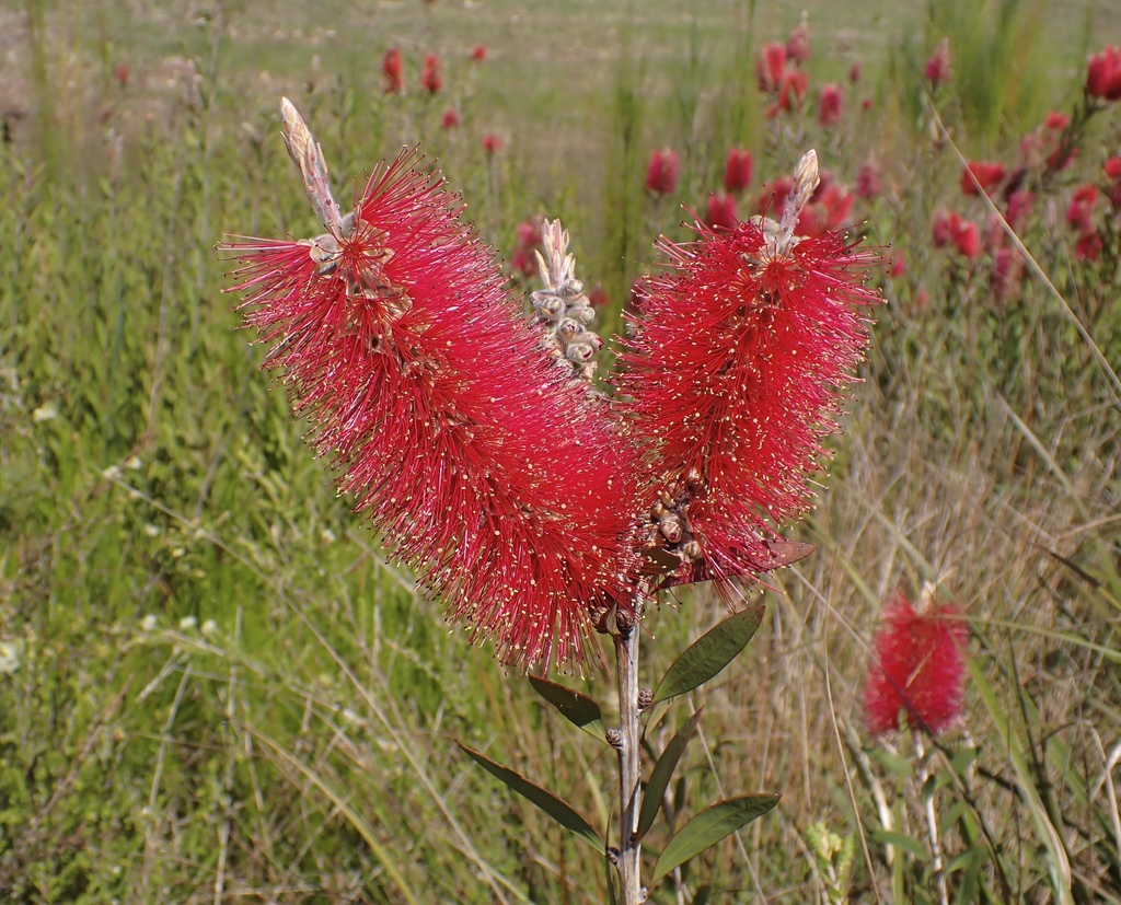 Limpiabotellas