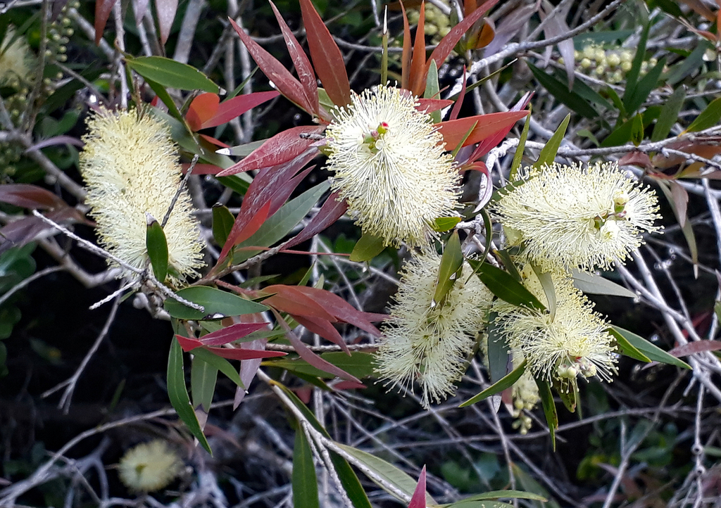 Melaleuca