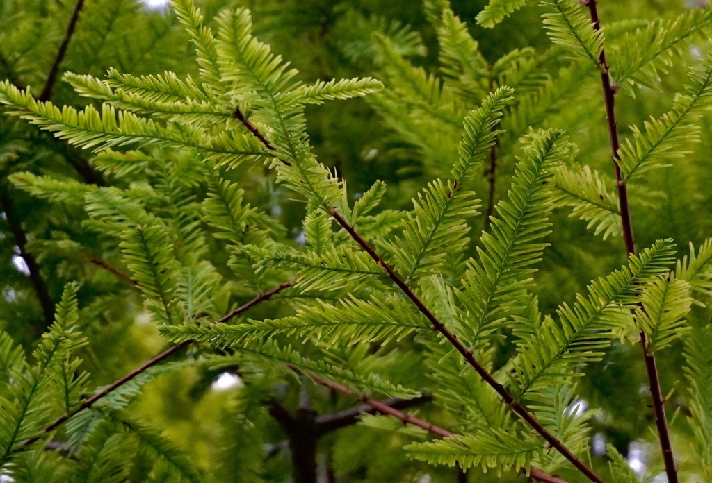 Ciprés Calvo