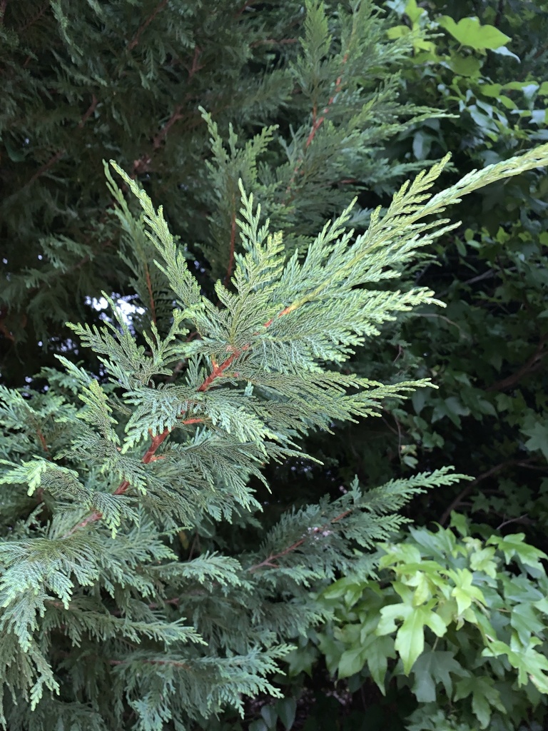 Ciprés Leylandii