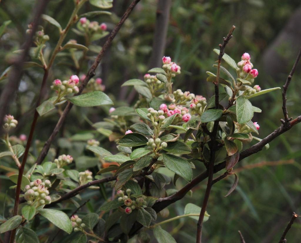 Cotoneaster