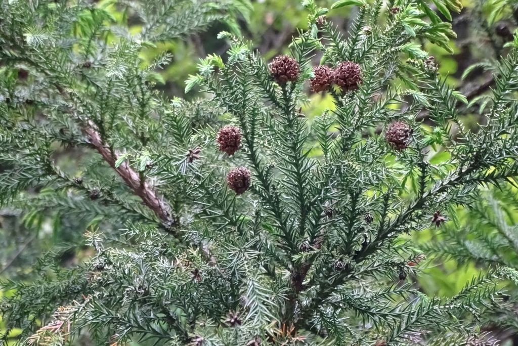 Cryptomeria Japónica
