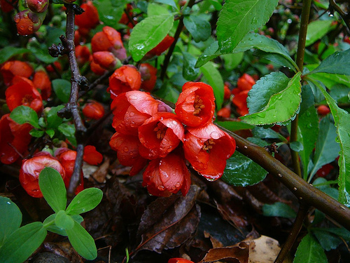 Cydonia Japónica