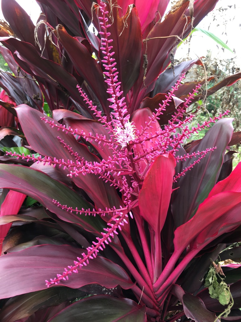 Dracena Roja
