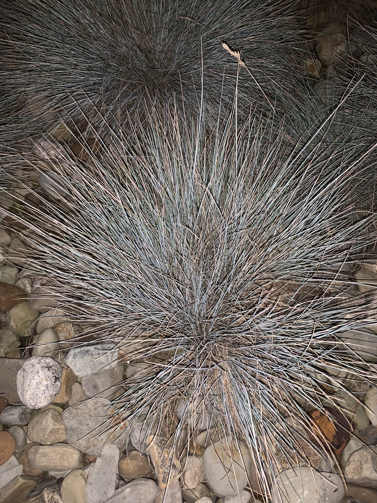 Festuca Azul