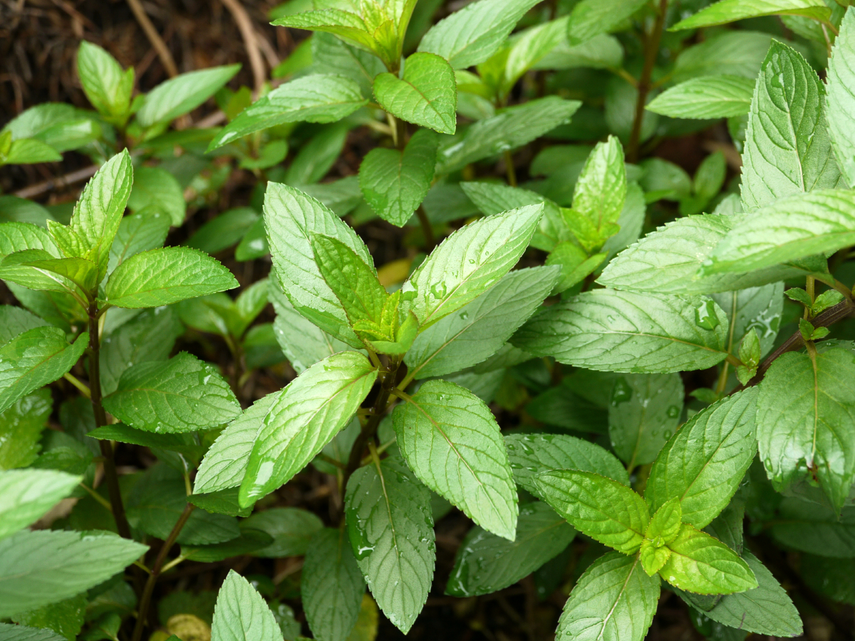 Menta