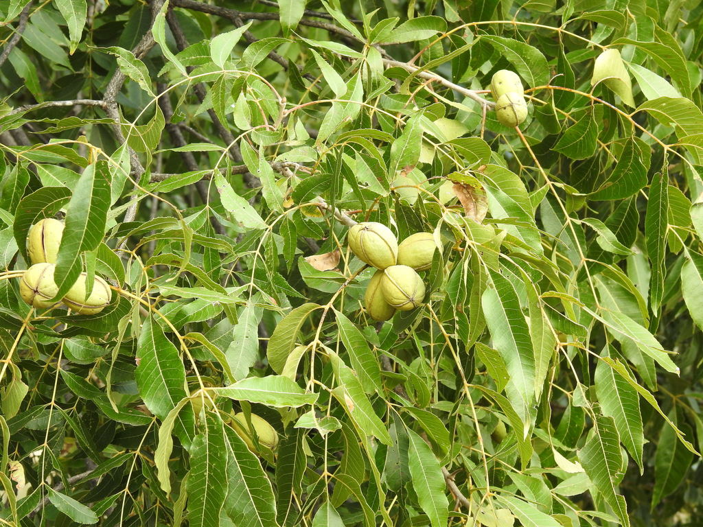 Nogal Pecana