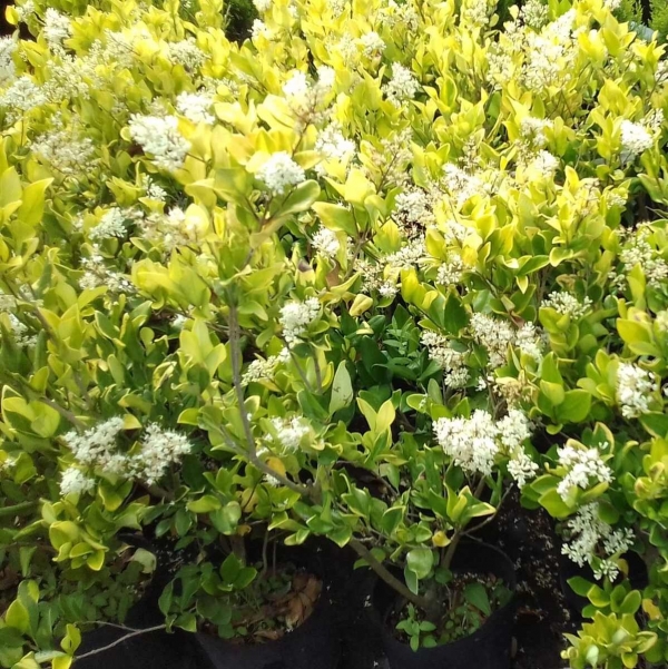 Olea Texana Áurea