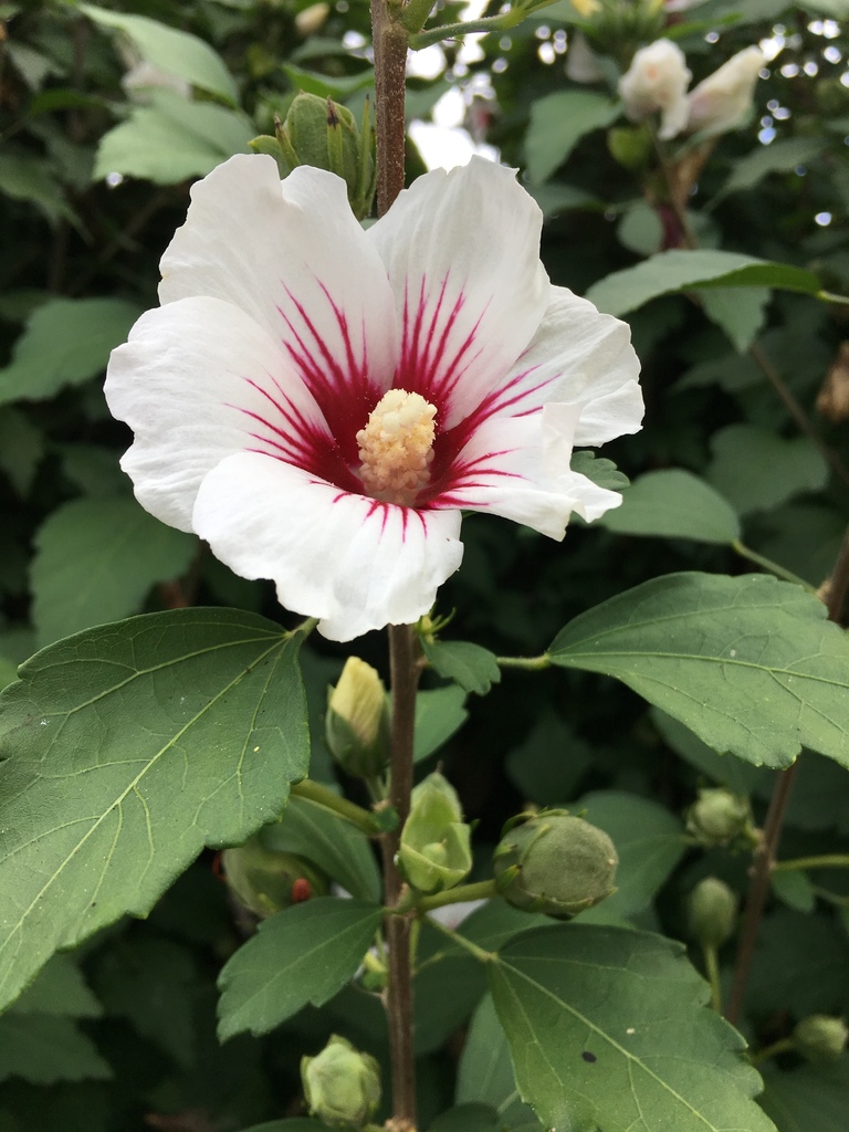 Rosa de Serbia
